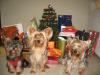 Xmas pics of Shadi, Tintin and Junior-img_2172.jpg