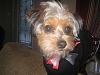 Ollie's got a new look....-img_1323-large-.jpg