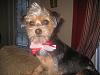 Ollie's got a new look....-img_1326-large-.jpg