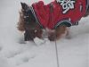 Pepper's snow adventure-dsc03937-1.jpg