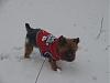 Pepper's snow adventure-dsc03929-1.jpg