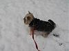 Gracie sees real snow for the first time @ 2 years old!-winter-2010-012-resize.jpg