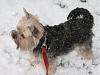 Gracie sees real snow for the first time @ 2 years old!-winter-2010-013-resize.jpg