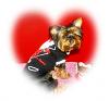 Gizmo says Happy Valentines Day!-vday-0093.jpg