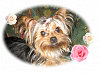 ☆My Yorkie; Chanel☆-chanel.png