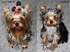 ♥ Happy Valentines Day ♥ from Missy and Dora!-yorkiegirlsresized.jpg