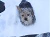 Cody's fun in the snow!-2kqw5g.jpg