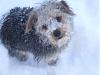 Cody's fun in the snow!-21jvs7s.jpg