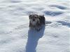 Cody's fun in the snow!-34y4cb6.jpg