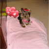 My Little Luxy...-lux-1.gif