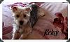 Yorkie/Jack Russell - Trinket is a keeper!-img_0243-1.jpg