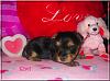 Kiwi, Cherri, Mango V-Day Pics!!-kiwi-3wks-01.jpg