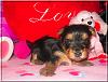 Kiwi, Cherri, Mango V-Day Pics!!-kiwi-3wks-05.jpg