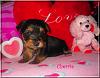 Kiwi, Cherri, Mango V-Day Pics!!-cherrie-3wks-01.jpg