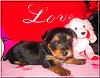 Kiwi, Cherri, Mango V-Day Pics!!-cherrie-3wks-05.jpg