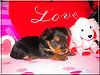 Kiwi, Cherri, Mango V-Day Pics!!-cherrie-3wks-07.jpg