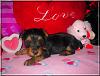 Kiwi, Cherri, Mango V-Day Pics!!-mango-3wks-003.jpg