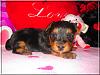 Kiwi, Cherri, Mango V-Day Pics!!-mango-3wks-04.jpg