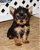 My new Yorkie!!-my-yorkie.jpg