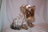 Astra's new pic-yorkie-dress-600-x-400-.jpg