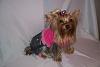 Astra's new pic-yorkie-pants-600-x-400-.jpg
