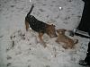 Rusty in the Snow-rusty-snow2.jpg