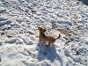 Rusty in the Snow-rusty-snow3.jpg