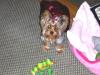 Punkin Puss First Christmas-Pics-punkin-toy-2-new.jpg