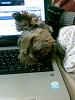 Someone wants me to get off the computer...-sspx0101.jpg