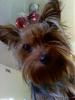 yorkie curiosity-mylie-1.jpg