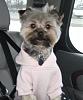 Travelin' yorkie-pink-hoodie.jpg