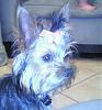 My Sasha has arrived, our first yorkie!-s3.jpg