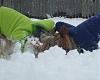 Snow Day in MS 2010-snowpuppies.jpg