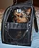 Bailey in his new carrier!! have a peek :)-017.jpg