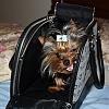 Bailey in his new carrier!! have a peek :)-002.jpg