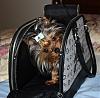 Bailey in his new carrier!! have a peek :)-001.jpg