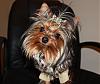 He's not feminine, he just a very metrosexual yorkie!!!!-b1.jpg