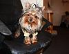 He's not feminine, he just a very metrosexual yorkie!!!!-b3.jpg