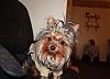 He's not feminine, he just a very metrosexual yorkie!!!!-b4.jpg