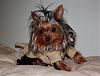 He's not feminine, he just a very metrosexual yorkie!!!!-user19197247_pic83852_1267232411.jpg