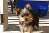 Miss Molly's First Haircut-dsc05854.jpg