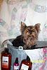 Bath time with yorkie splash and shine-yorkie-splash-shine-photo-contest.jpg