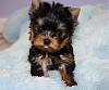 Meet my new baby!!-charlie-junior-010-3-.jpg