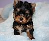 Meet My baby Bentley!!!!-charlie-junior-010-3-.jpg