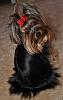 any 5 or 6yr old yorkie pics-trixie2.jpg