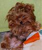 any 5 or 6yr old yorkie pics-pia2.jpg
