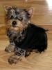 Mini in her new coat-puppy1-001.jpg