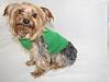 Bentley's New Shirt-bentley-green-shirt.jpg