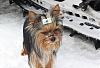 Bailey on a snowy day!-snow4.jpg