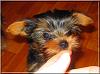 Little Angel is growing up!!-angel-7wks-01.jpg